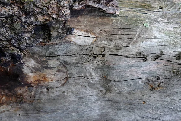 Ahşap ağaç doku arka plan için