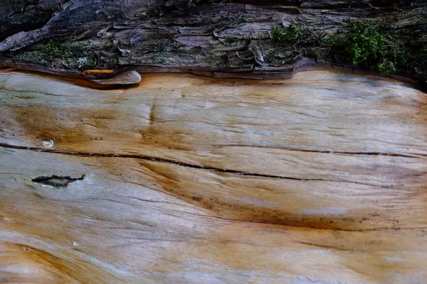 Ahşap ağaç doku arka plan için