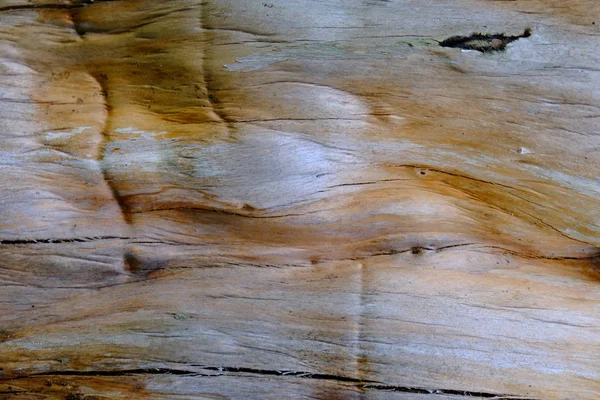 Ahşap ağaç doku arka plan için