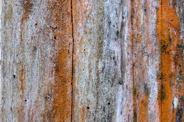 Ahşap ağaç doku arka plan için