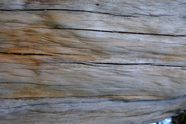 Ahşap ağaç doku arka plan için