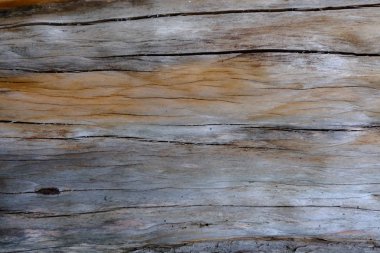 Ahşap ağaç doku arka plan için