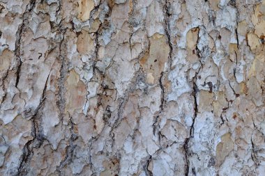 Ahşap ağaç doku arka plan için