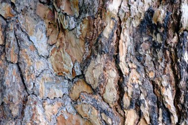 Ahşap ağaç doku arka plan için