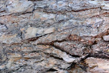 Ahşap ağaç doku arka plan için