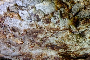 Ahşap ağaç doku arka plan için