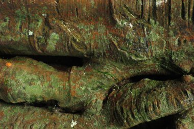 Ahşap ağaç doku arka plan için