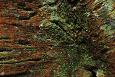 Ahşap ağaç doku arka plan için