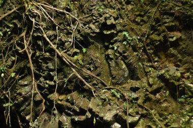 Ahşap ağaç doku arka plan için