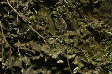 Ahşap ağaç doku arka plan için