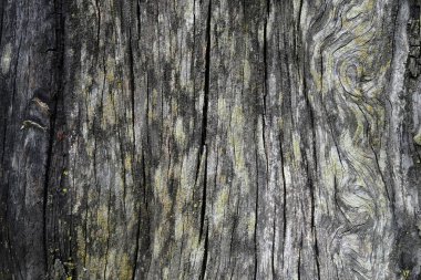 Ahşap ağaç doku arka plan için