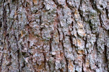 Ahşap ağaç doku arka plan için