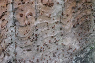 Ahşap ağaç doku arka plan için