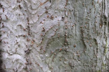 Ahşap ağaç doku arka plan için