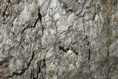 Ahşap ağaç doku arka plan için