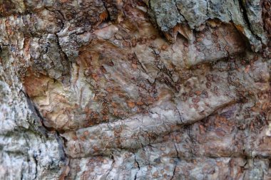 Ahşap ağaç doku arka plan için