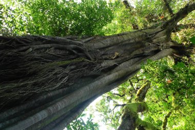 Ahşap ağaç doku arka plan için