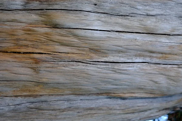 Ahşap ağaç doku arka plan için