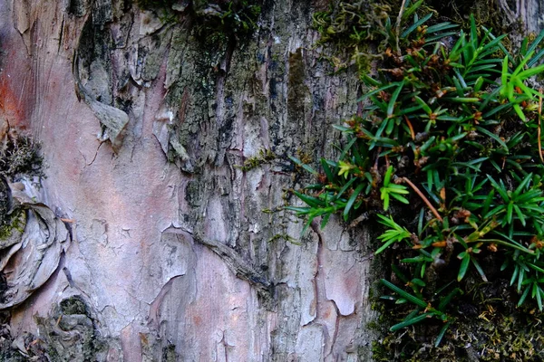 Ahşap ağaç doku arka plan için