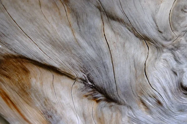 Ahşap ağaç doku arka plan için