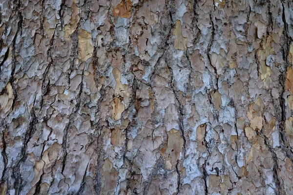 Houten Boom Textuur Voor Achtergronden — Stockfoto