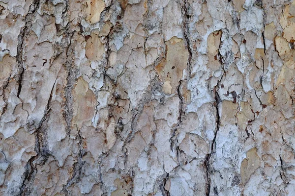 Ahşap ağaç doku arka plan için