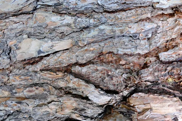 Ahşap ağaç doku arka plan için