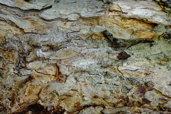 Ahşap ağaç doku arka plan için