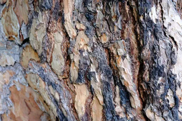 Ahşap ağaç doku arka plan için