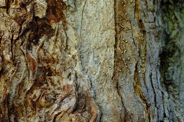 Ahşap ağaç doku arka plan için