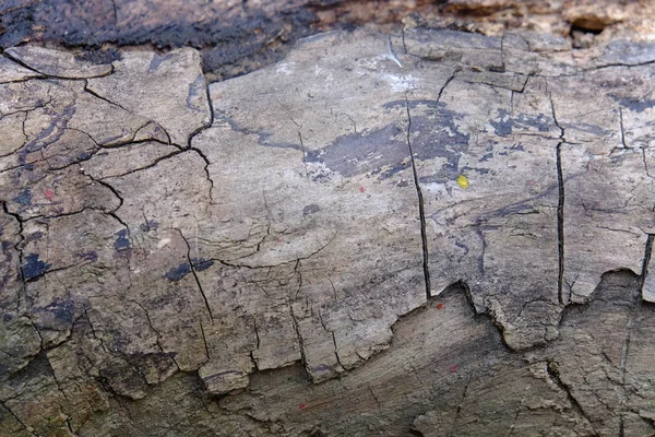 Ahşap ağaç doku arka plan için