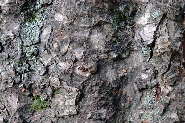 Struttura Dell Albero Legno Sfondi — Foto Stock