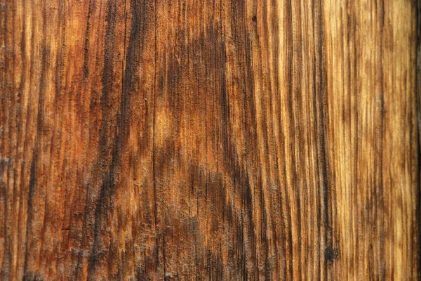 Textura Árvore Madeira Para Fundos — Fotografia de Stock