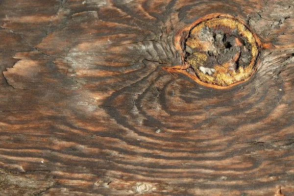 Ahşap ağaç doku arka plan için