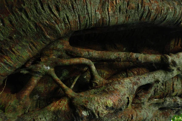 Ahşap ağaç doku arka plan için