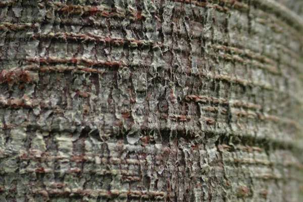 Textura Árvore Madeira Para Fundos — Fotografia de Stock