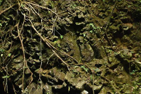 Ahşap ağaç doku arka plan için