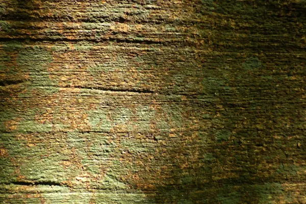 Ahşap ağaç doku arka plan için