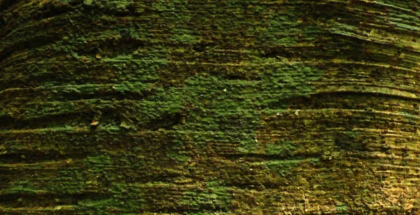 Ahşap ağaç doku arka plan için