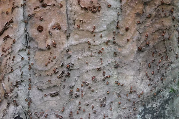 Ahşap ağaç doku arka plan için