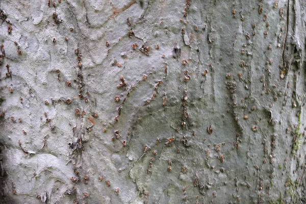 Ahşap ağaç doku arka plan için