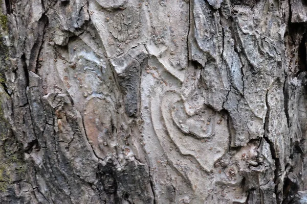Drewno Drzewo Tekstury Tła — Zdjęcie stockowe