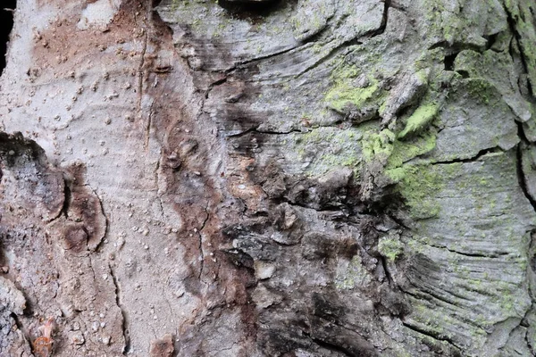 Houten Boom Textuur Voor Achtergronden — Stockfoto