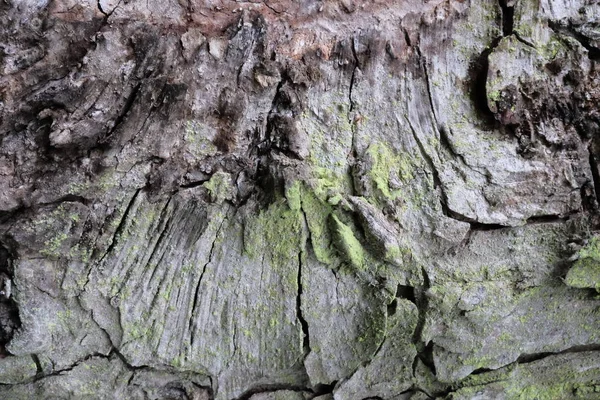 Textura Árvore Madeira Para Fundos — Fotografia de Stock