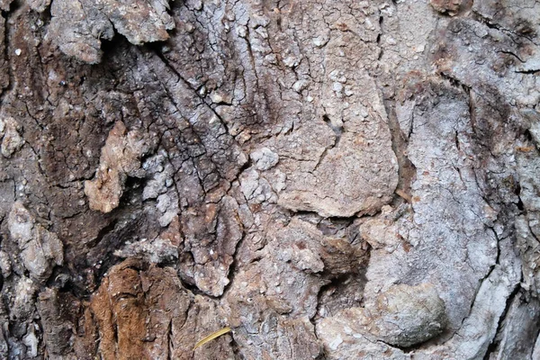 Dřevo Stromu Textury Pro Pozadí — Stock fotografie