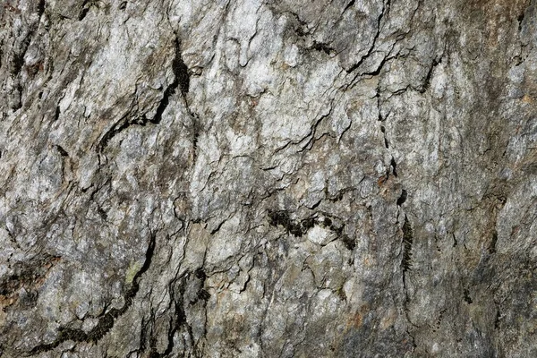 Ahşap ağaç doku arka plan için