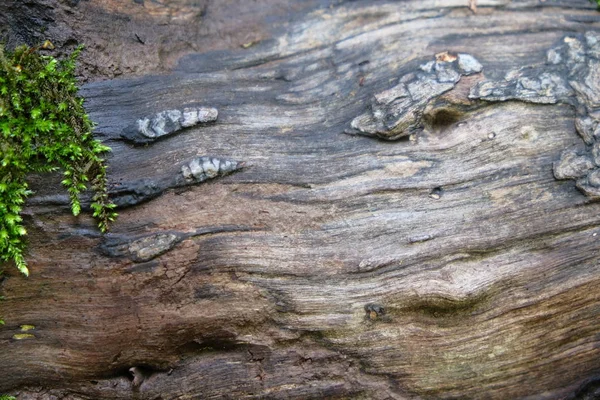 Houten Boom Textuur Voor Achtergronden — Stockfoto