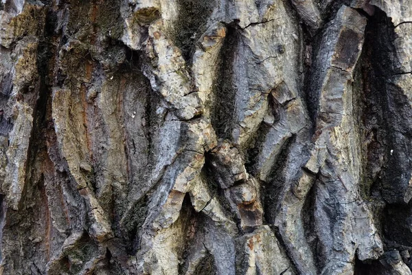 Dřevo Stromu Textury Pro Pozadí — Stock fotografie