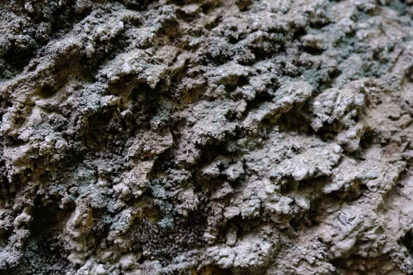 Ahşap ağaç doku arka plan için