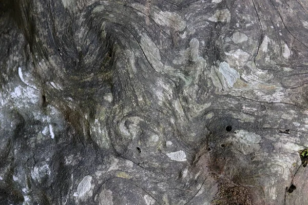 Ahşap ağaç doku arka plan için